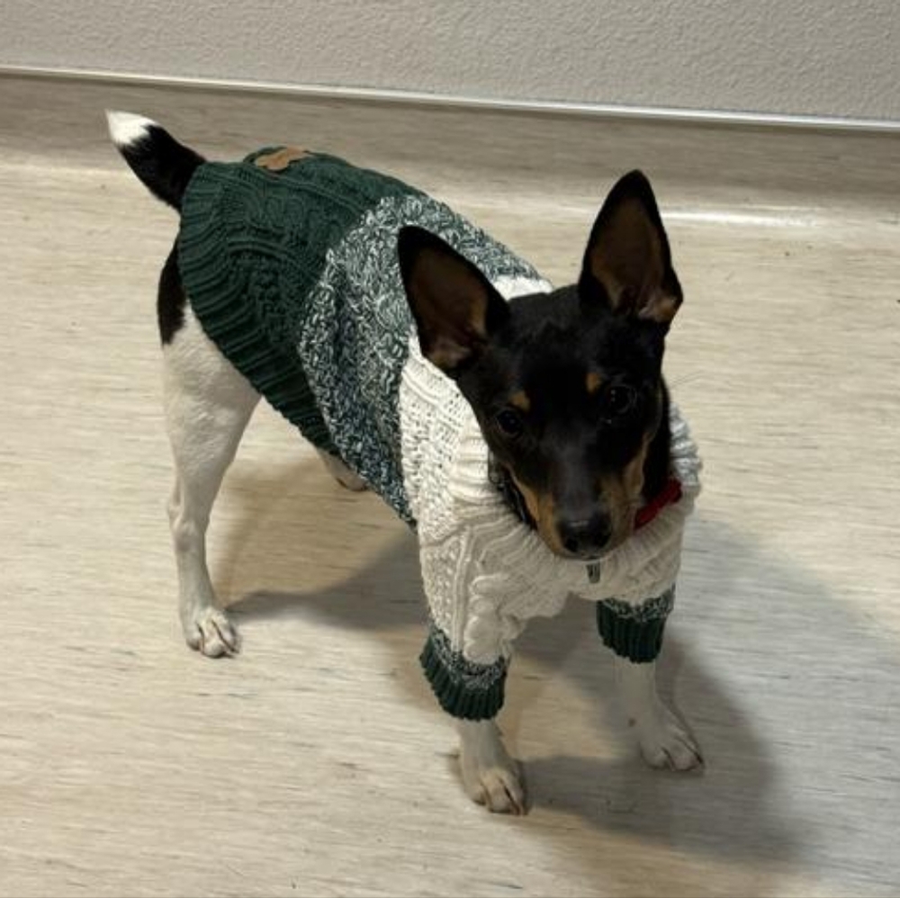 Koolaburra by UGG Samuel Pet Dog Knit Sweater Color Block Cream Green - Picture 7 of 8